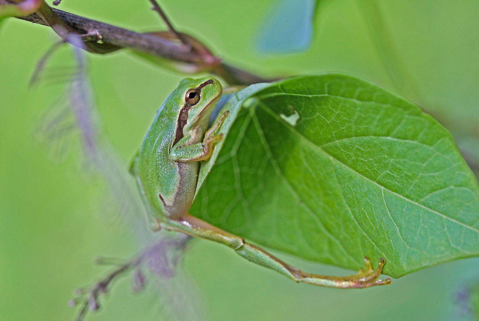 Laubfrosch beim Morgentraining