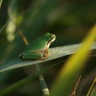 Laubfrosch beim Sonnenbad