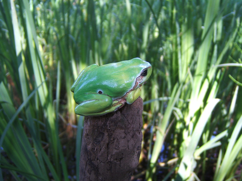 Laubfrosch-Biotop