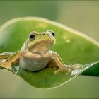 Laubfrosch