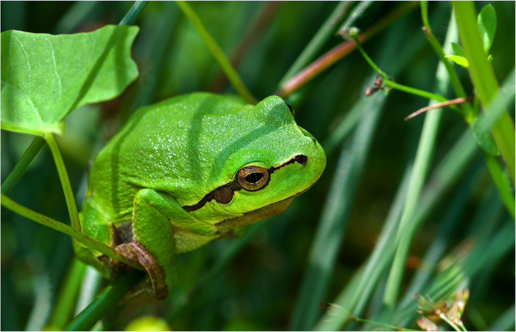 Laubfrosch