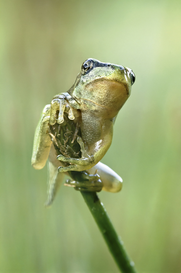 Laubfrosch