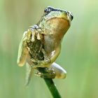 Laubfrosch