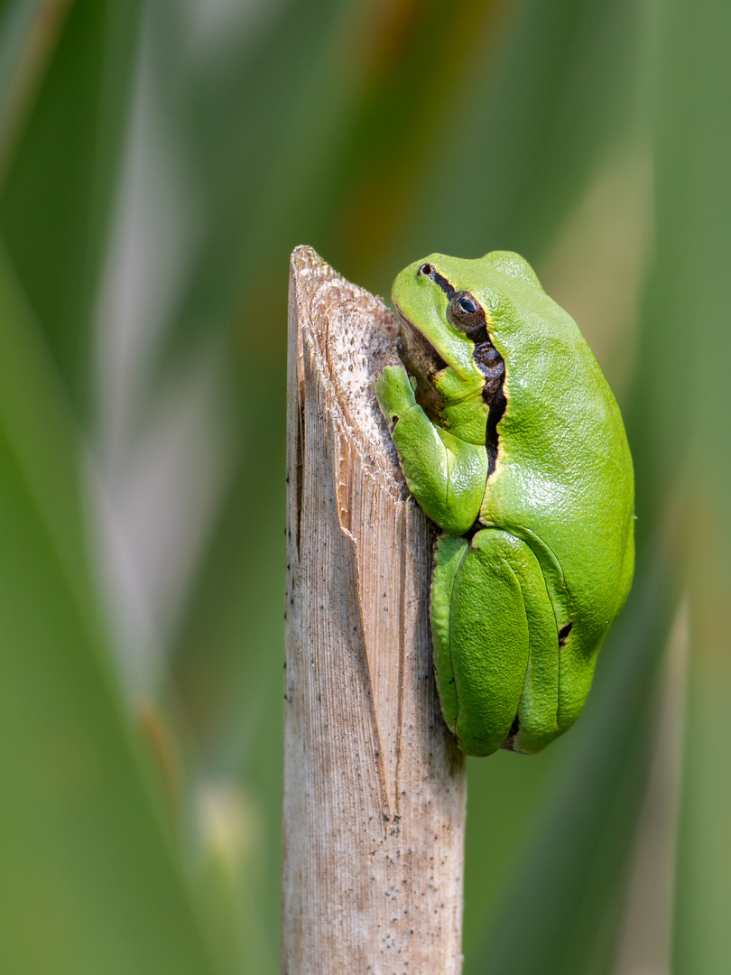 Laubfrosch