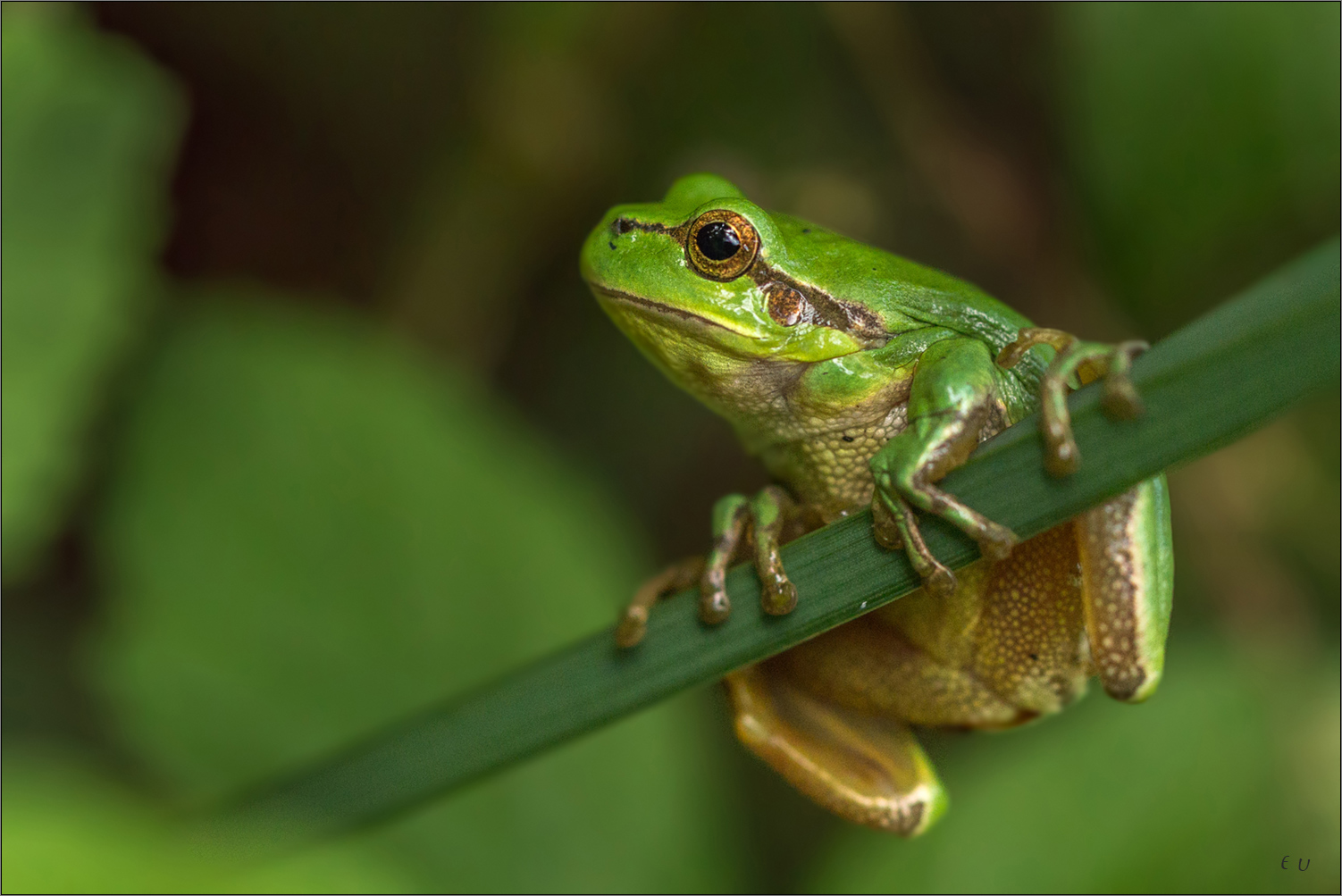 laubfrosch 