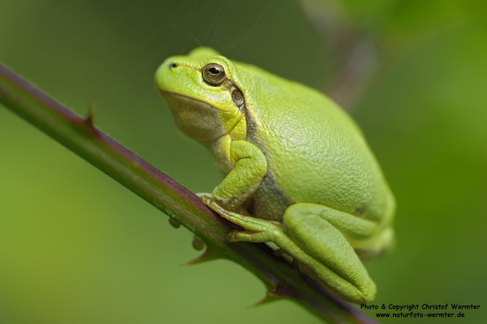 Laubfrosch (D)