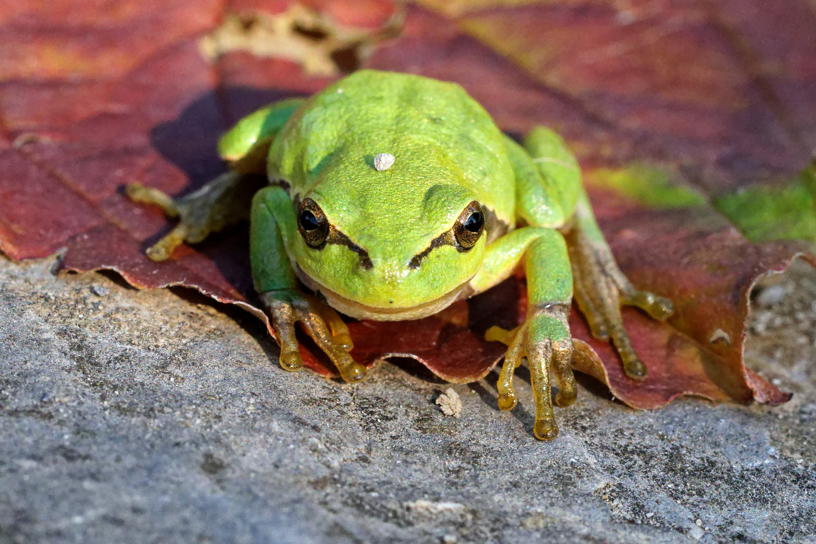 Laubfrosch