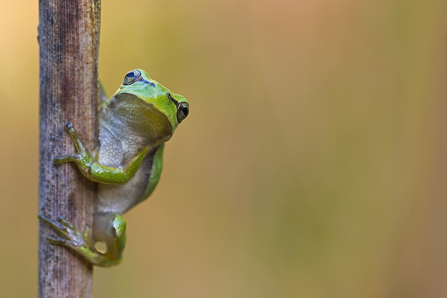 Laubfrosch