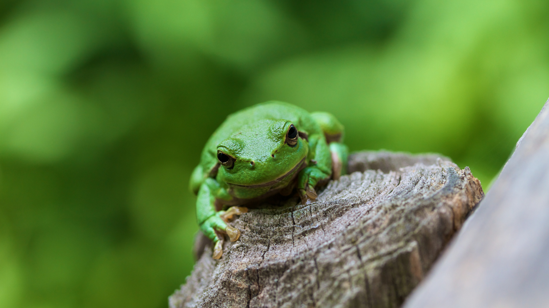 Laubfrosch