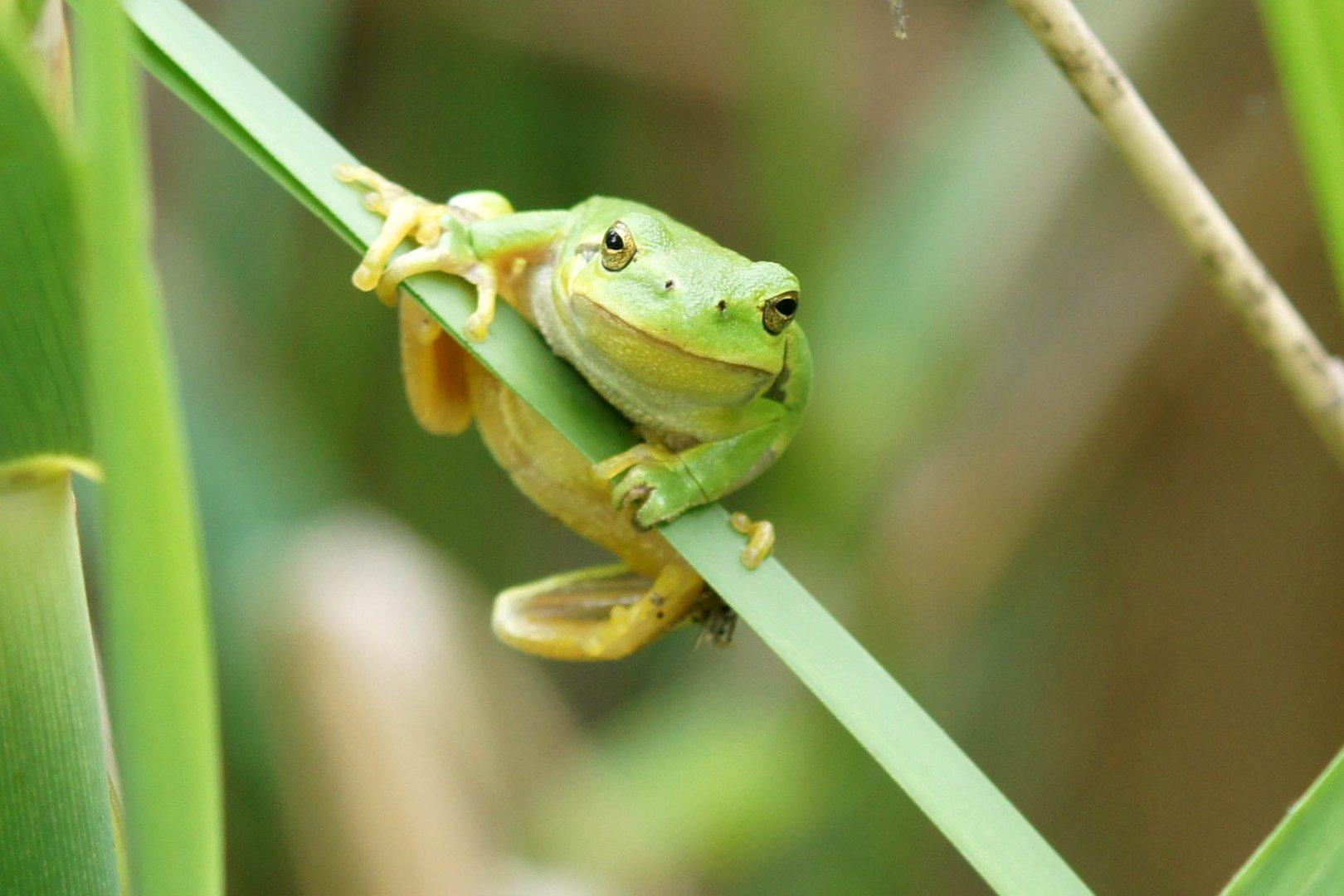 Laubfrosch