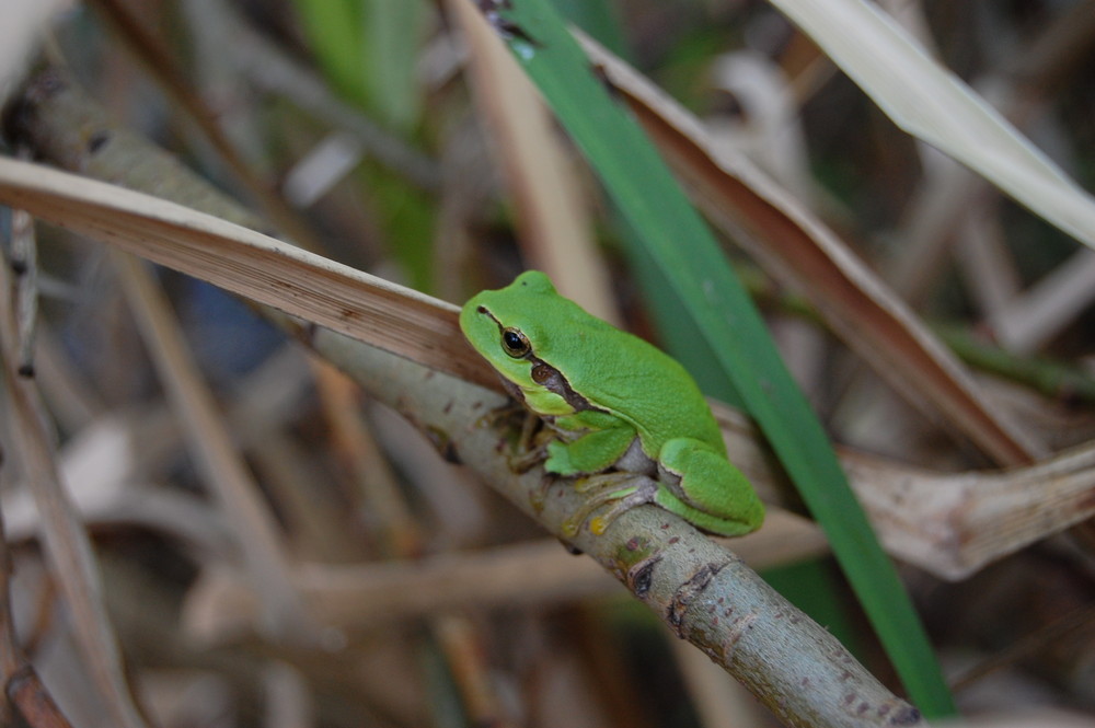 Laubfrosch