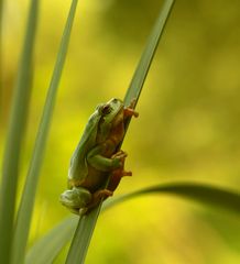  Laubfrosch 