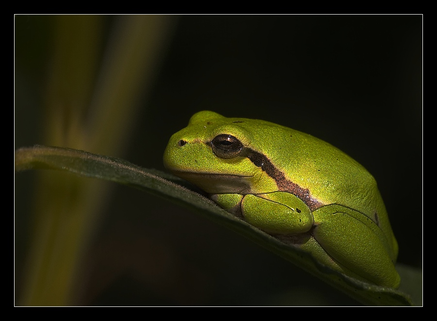 Laubfrosch