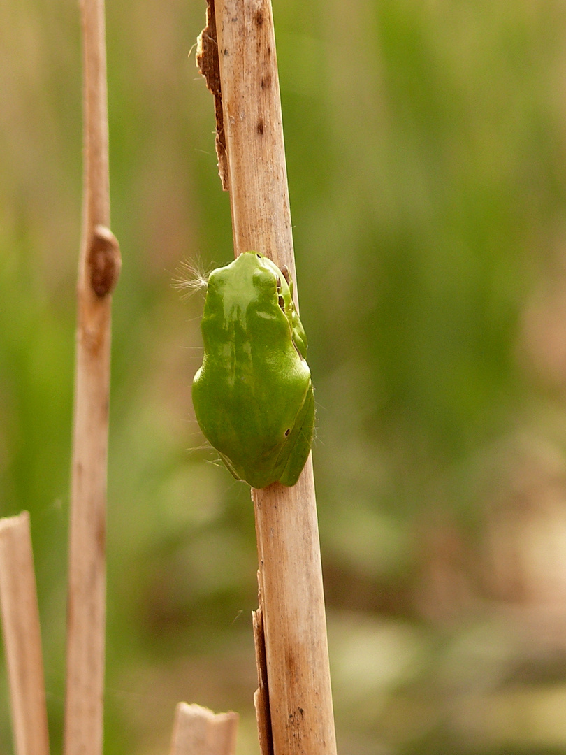 Laubfrosch