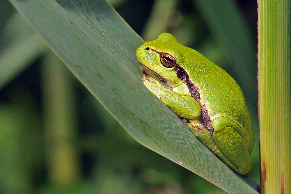 Laubfrosch – Dickerchen