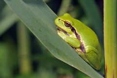 Laubfrosch – Dickerchen