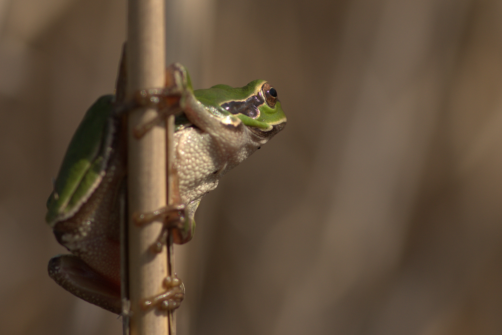 Laubfrosch Foto &amp; Bild | tiere, wildlife, amphibien &amp; reptilien Bilder ...