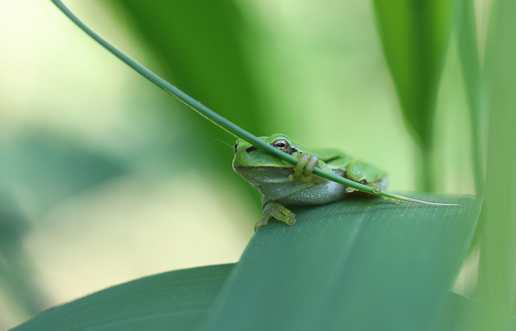 Laubfrosch