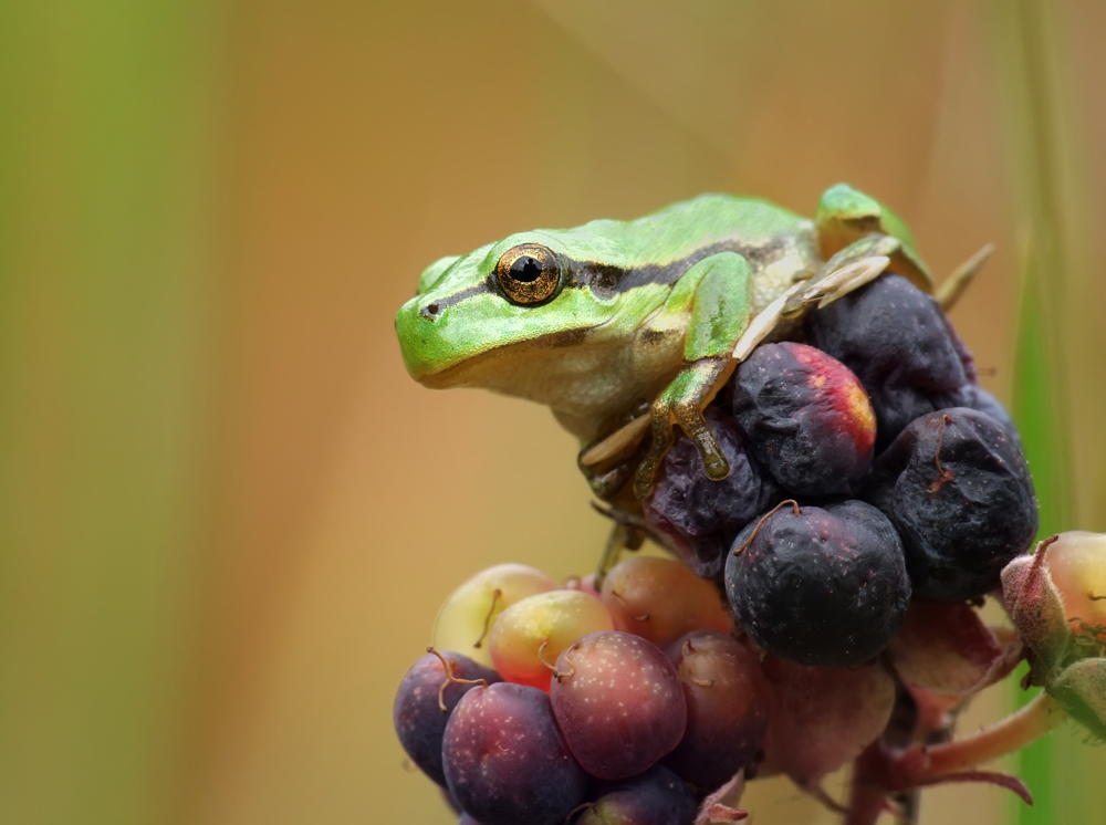 Laubfrosch