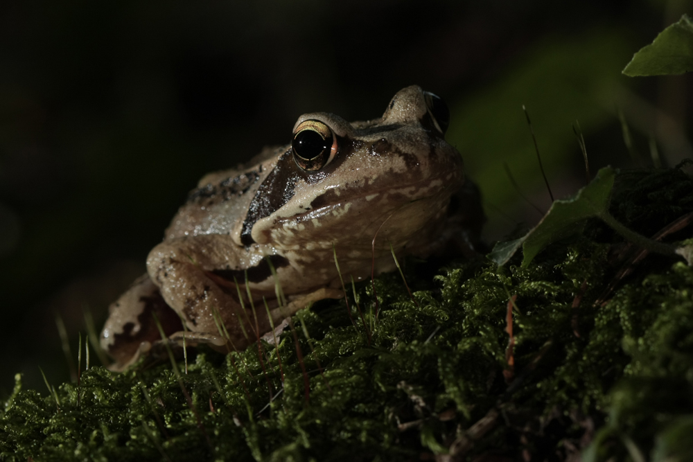 Laubfrosch