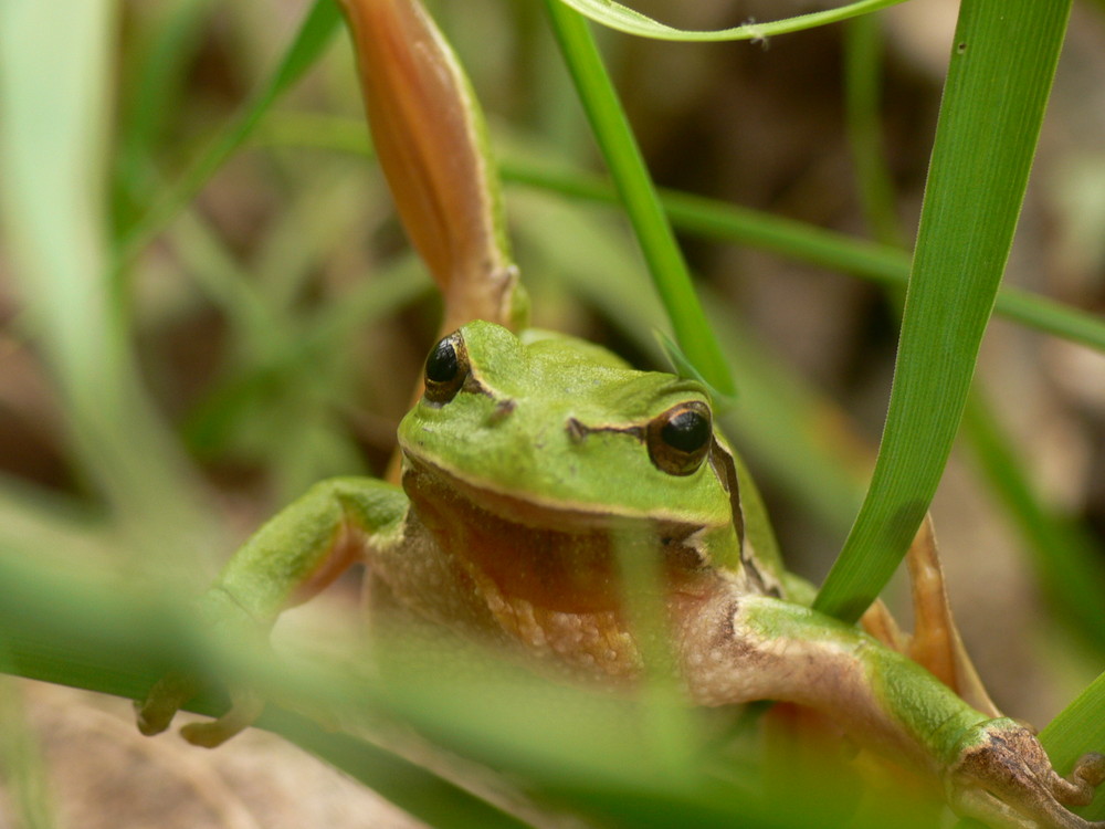 Laubfrosch