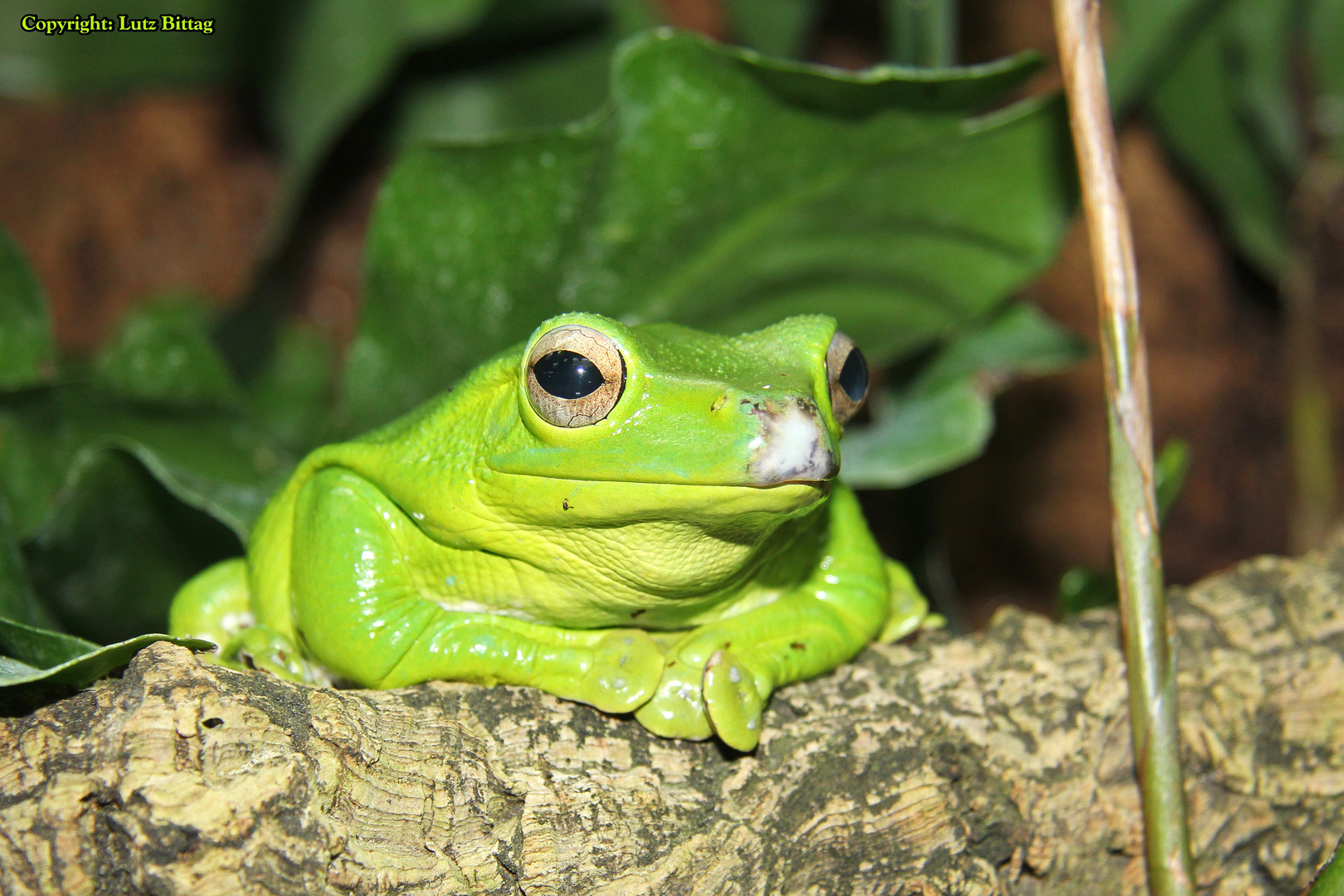 Laubfrosch