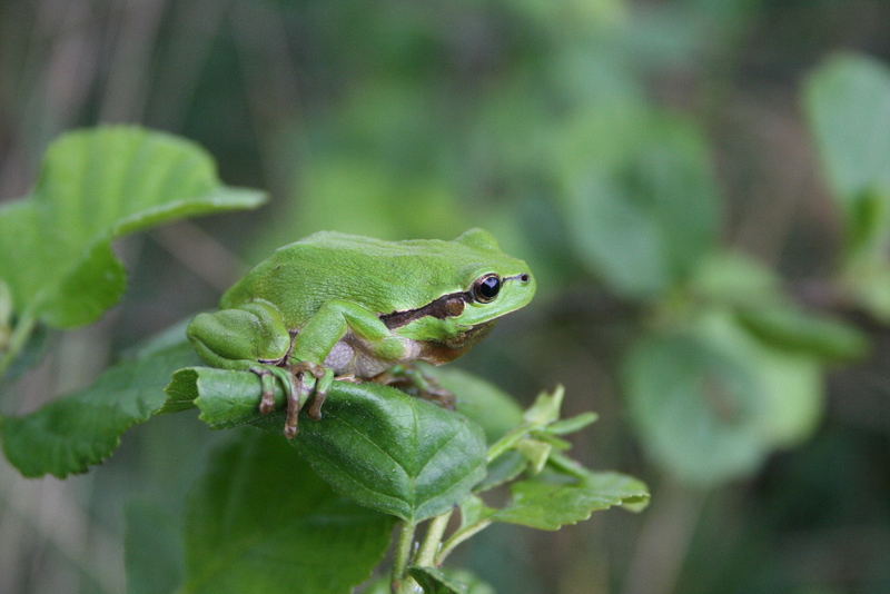 Laubfrosch