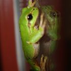 Laubfrosch