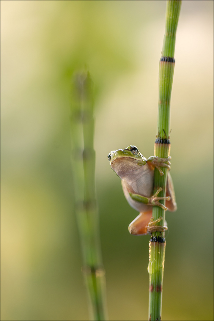 Laubfrosch