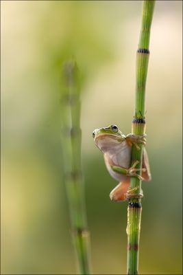 Laubfrosch