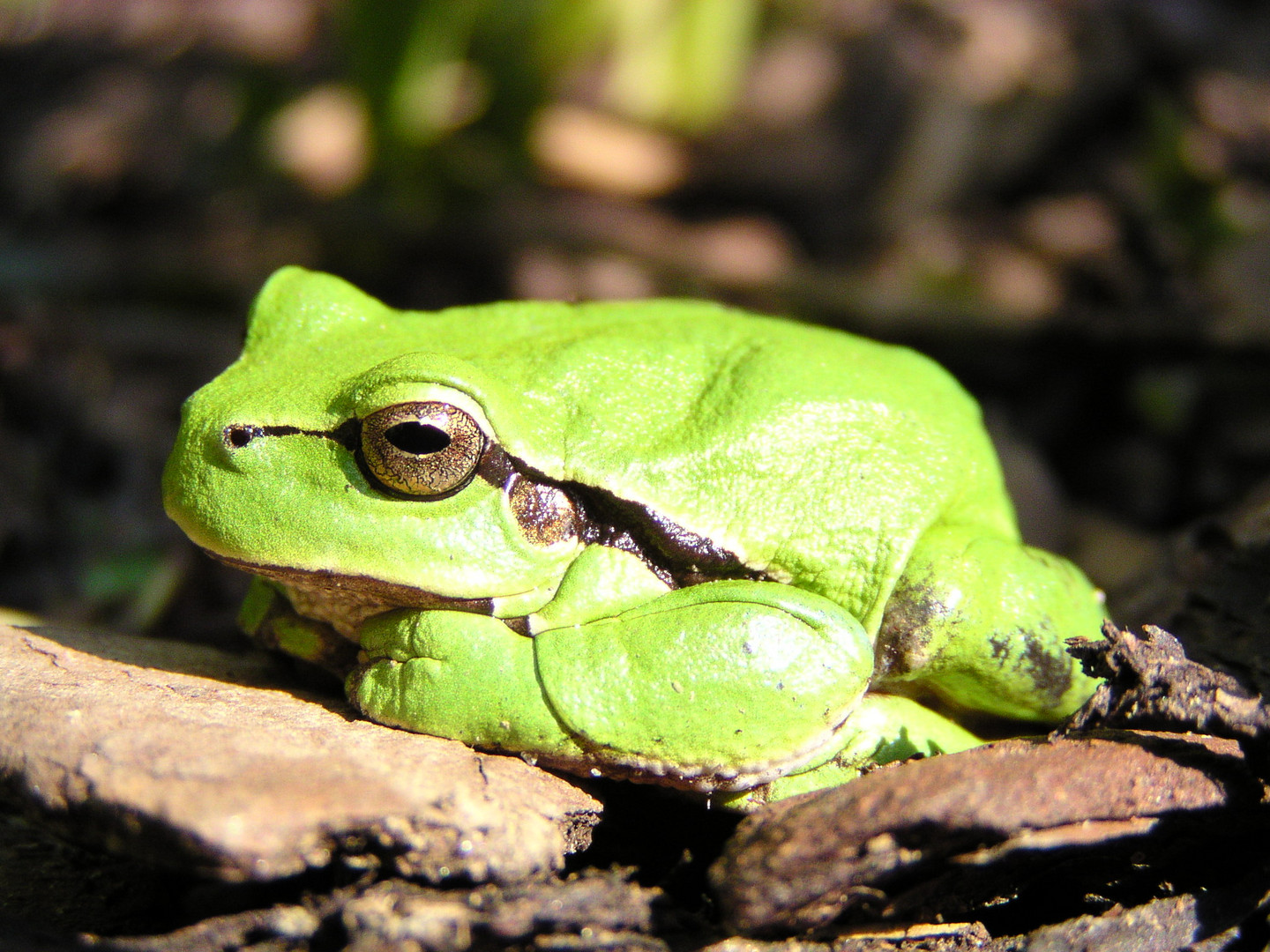 Laubfrosch