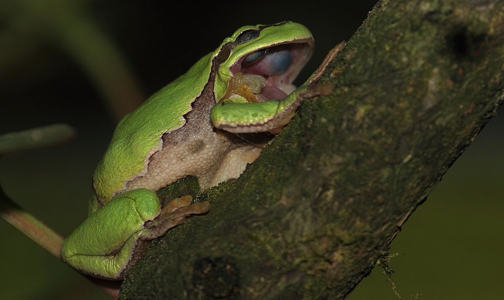 Laubfrosch erwartet Fliegenbesuch