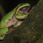 Laubfrosch erwartet Fliegenbesuch