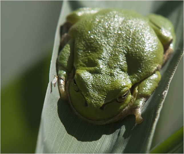 Laubfrosch