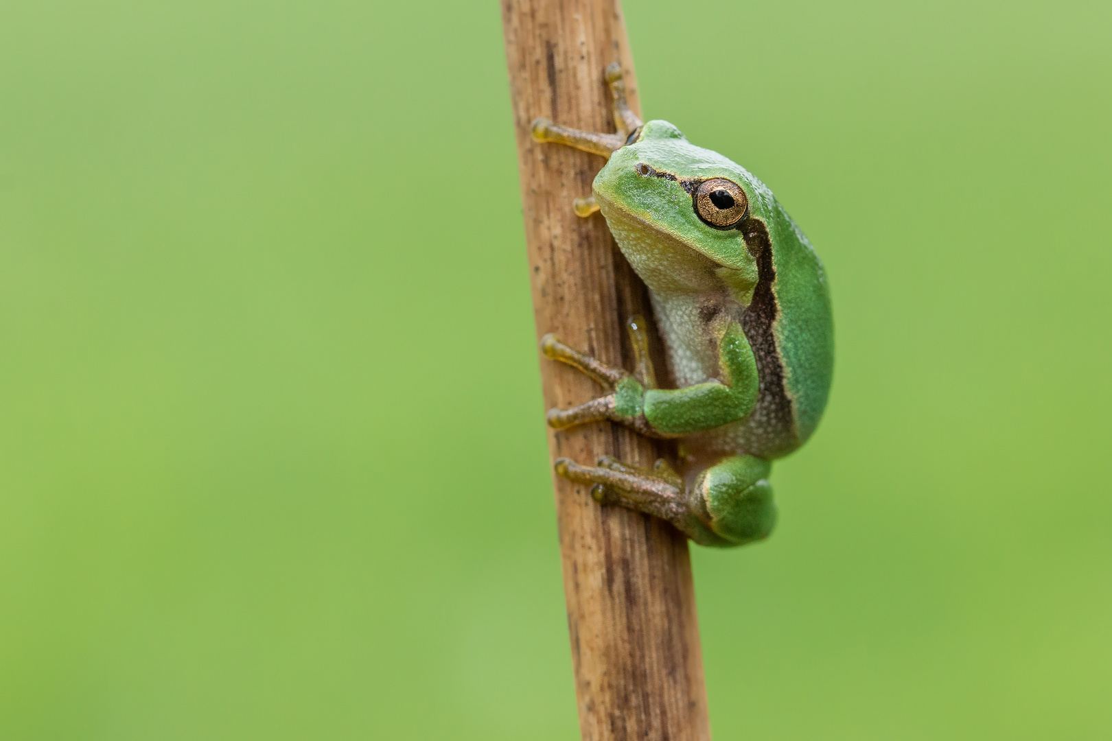 Laubfrosch