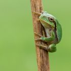 Laubfrosch