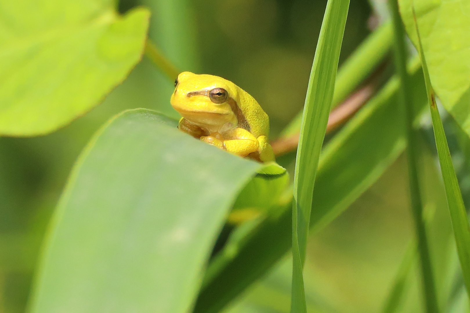 Laubfrosch