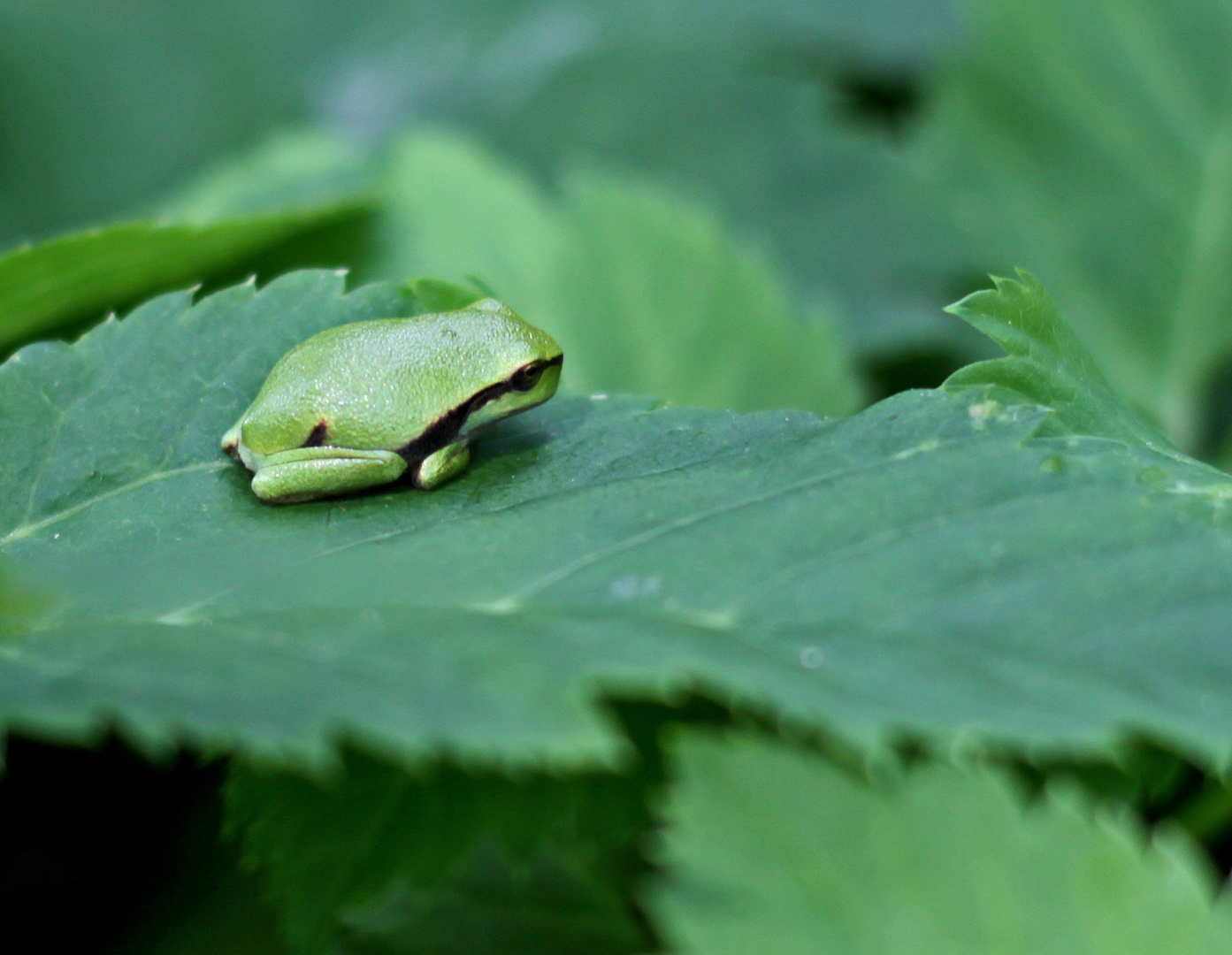 Laubfrosch