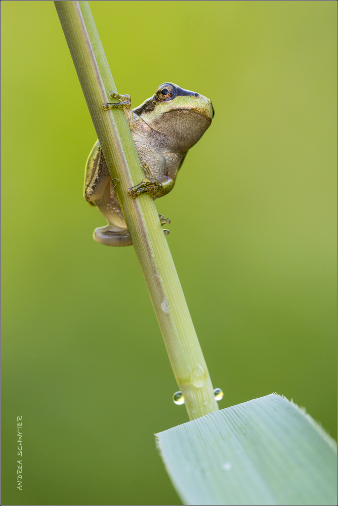 laubfrosch