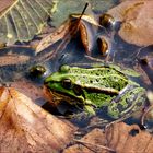 Laub/Frosch ....