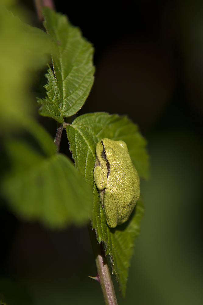 Laubfrosch