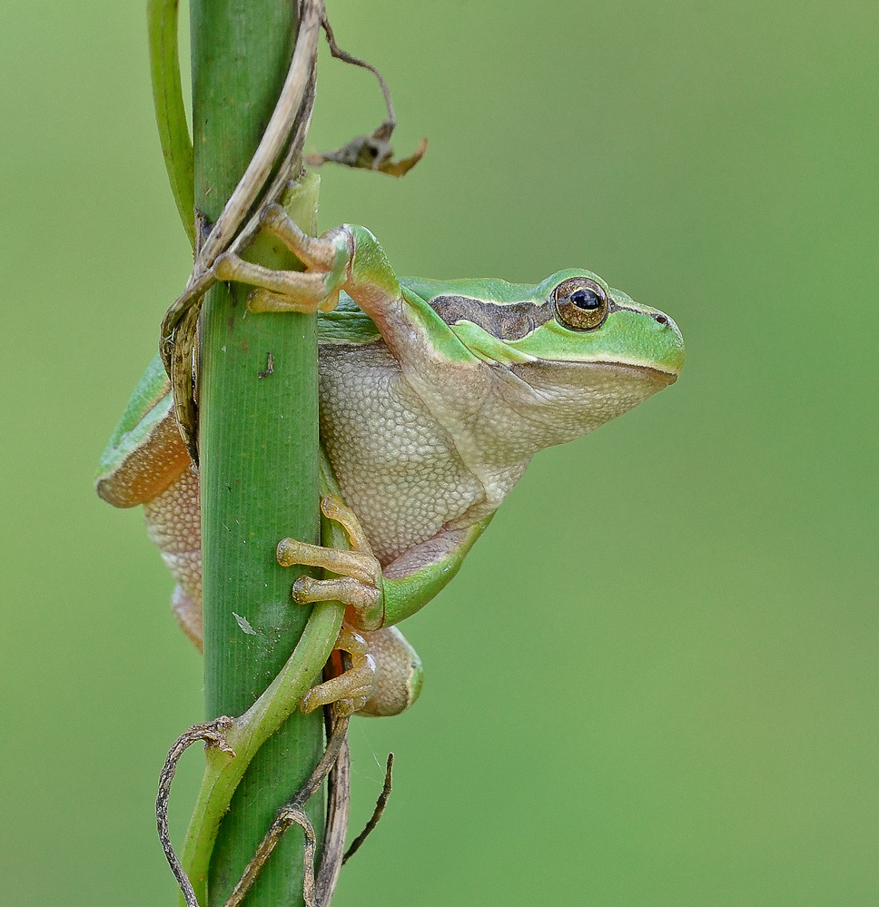 Laubfrosch