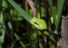 Laubfrosch