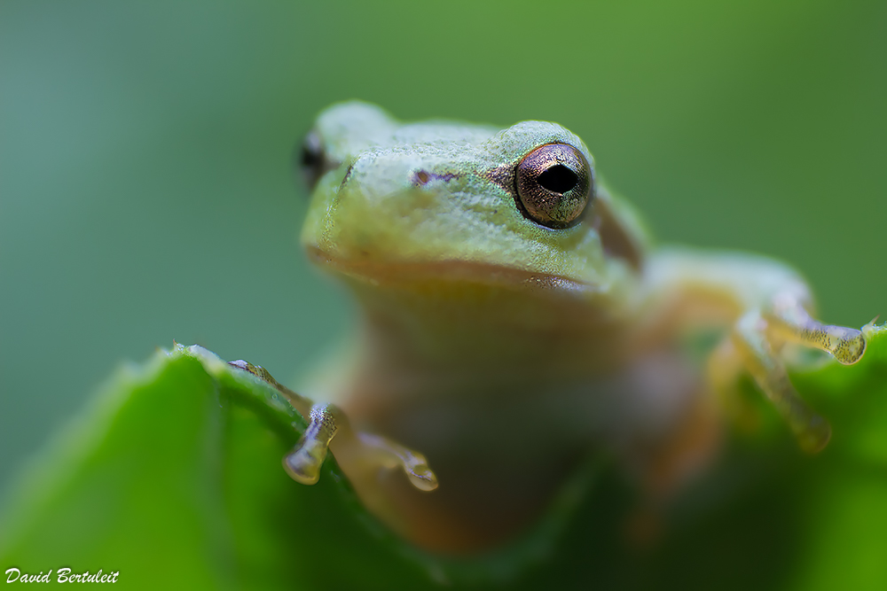 Laubfrosch ganz nah