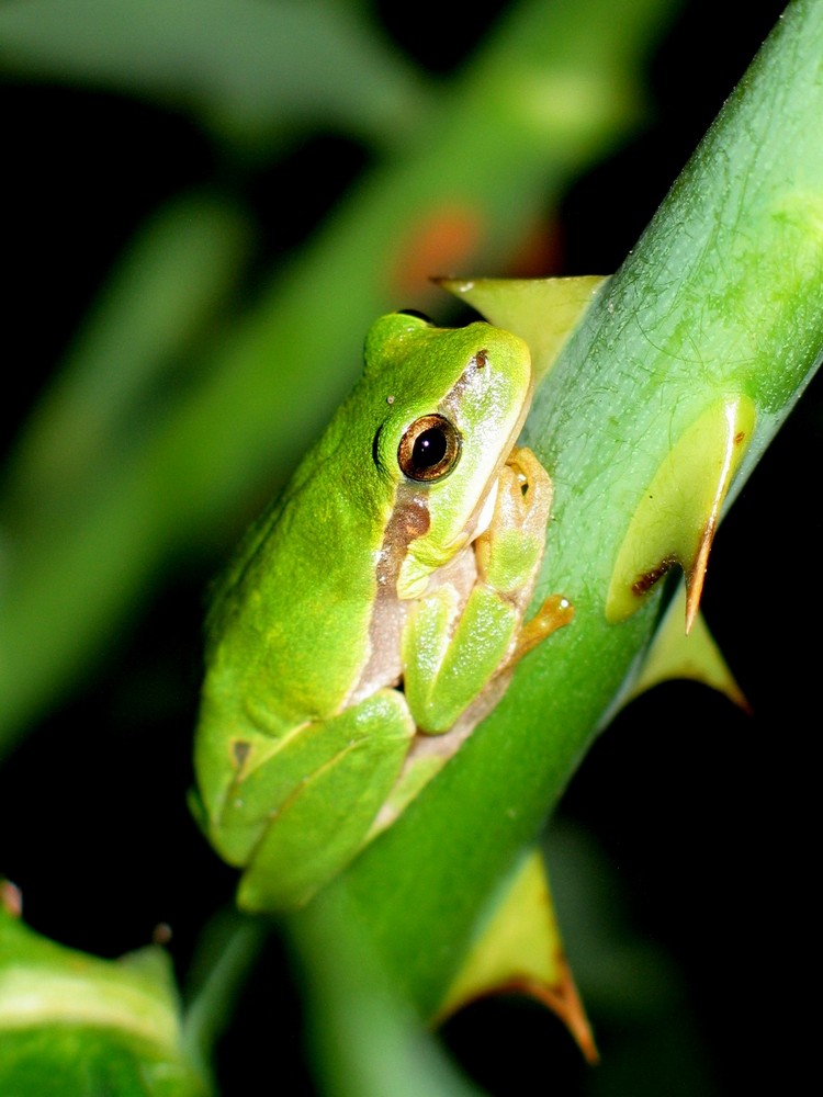 Laubfrosch, Griechenland