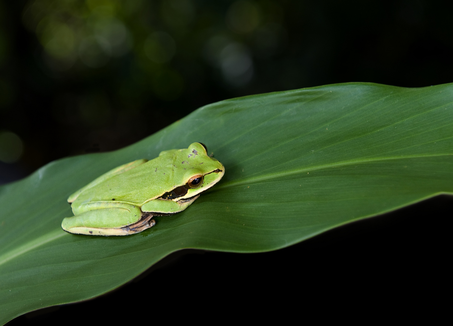 Laubfrosch (Hyla)