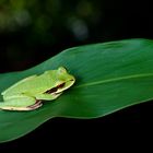 Laubfrosch (Hyla)