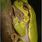 Laubfrosch (Hyla a. arborea)