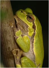 Laubfrosch (Hyla a. arborea)