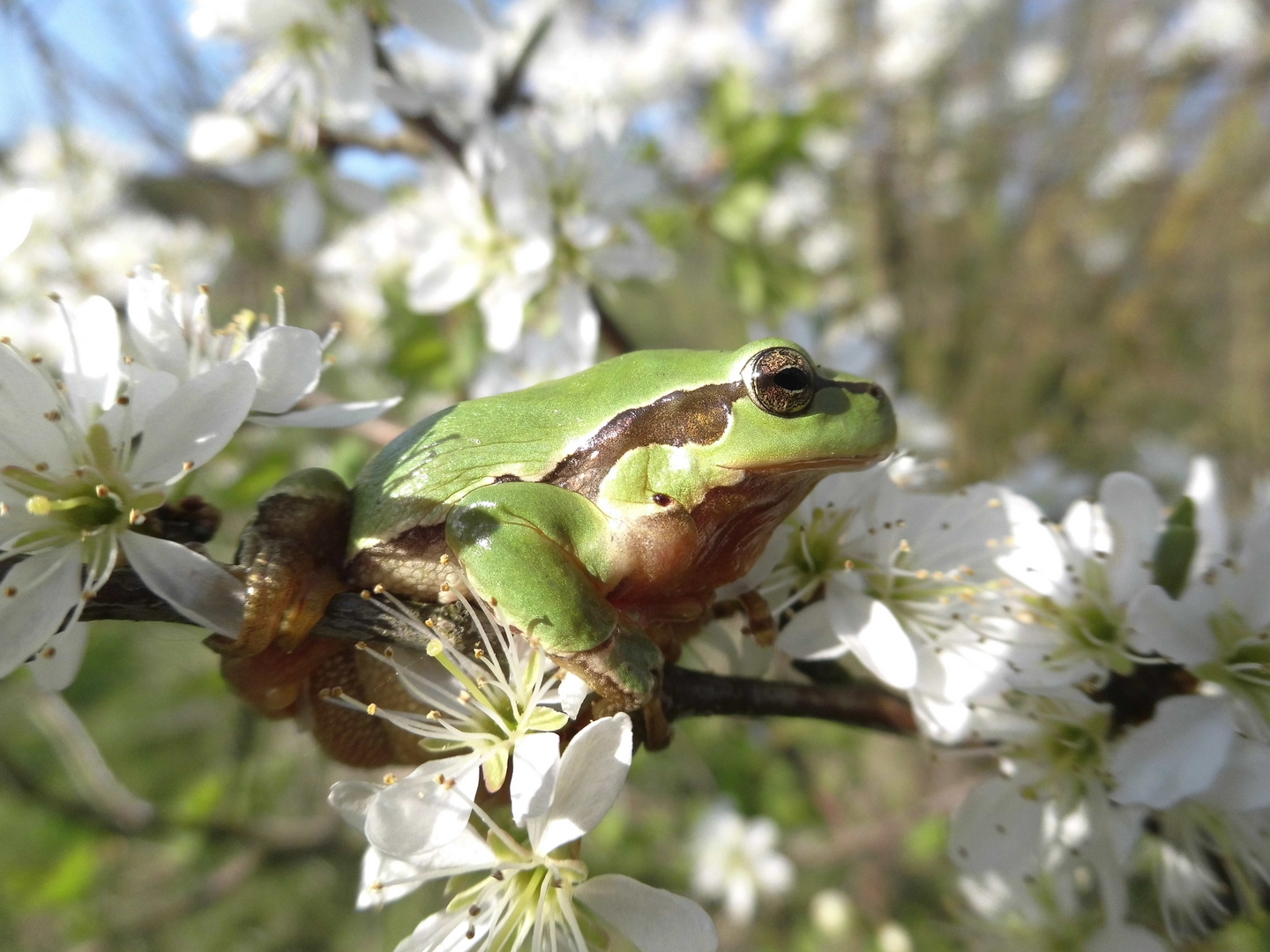 Laubfrosch (Hyla arborea)